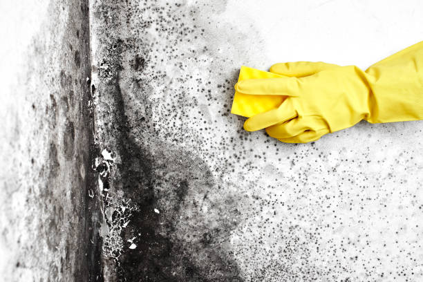 Best Commercial Mold Removal  in Methuen Town, MA