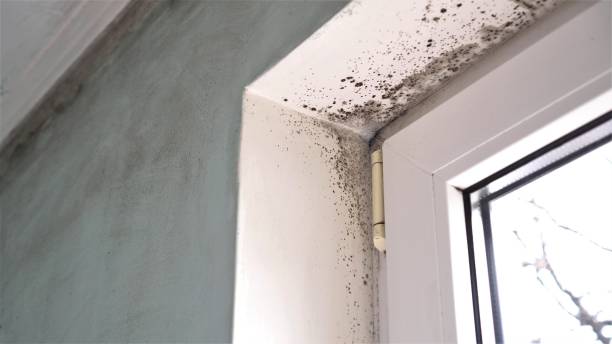 Best Mold Testing  in Methuen Town, MA