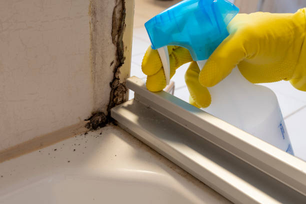 Best Mold Testing  in Methuen Town, MA