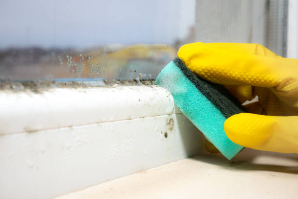 Best Black Mold Removal  in Methuen Town, MA