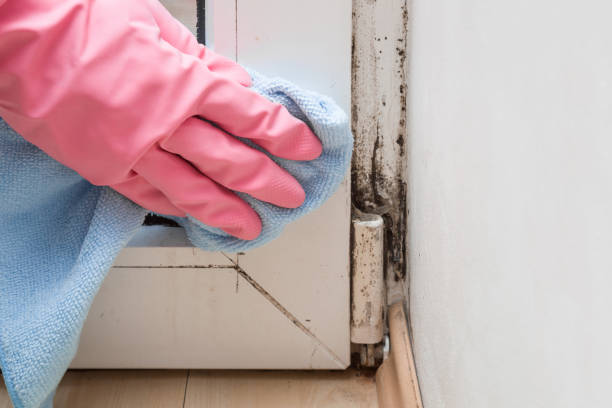 Best Mold Removal Near Me  in Methuen Town, MA